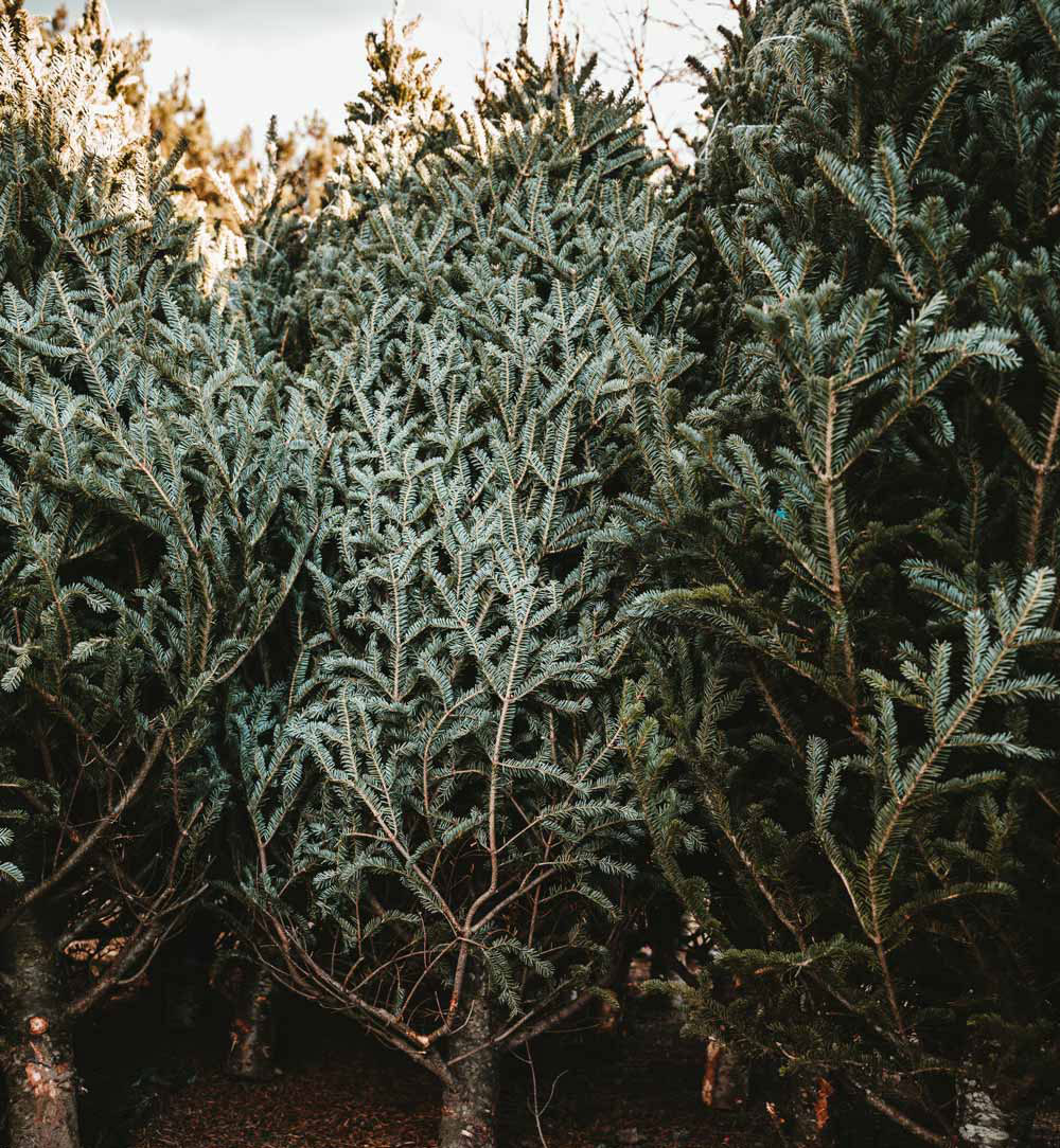 sapins-de-noel-enneigés