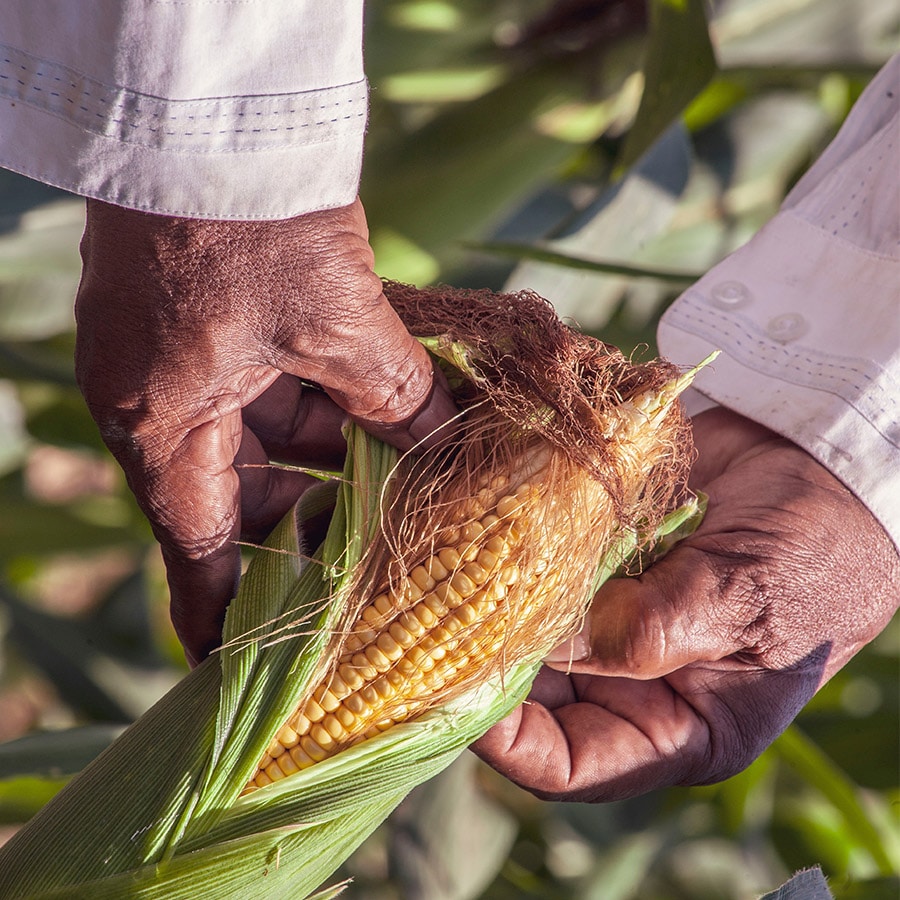 Recette du corn flakes ? Les Fruits Détendus